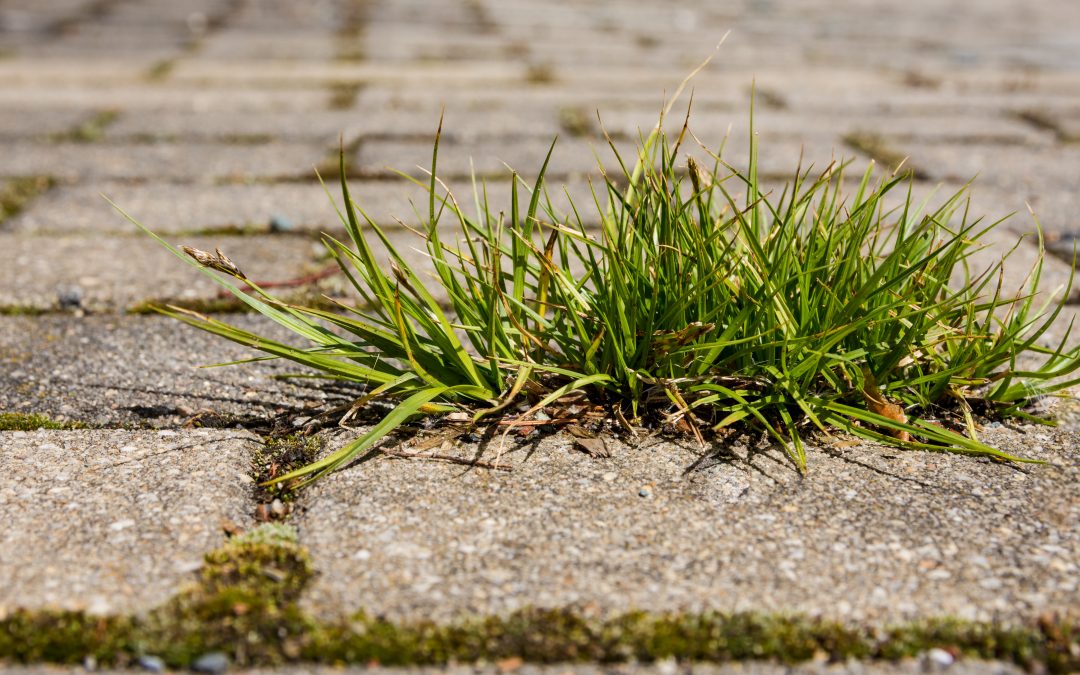 Sous les pavés, la nature