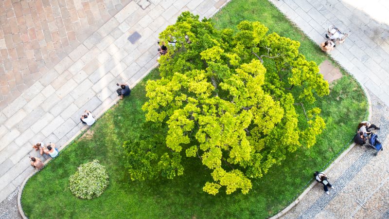 Un arbre en ville